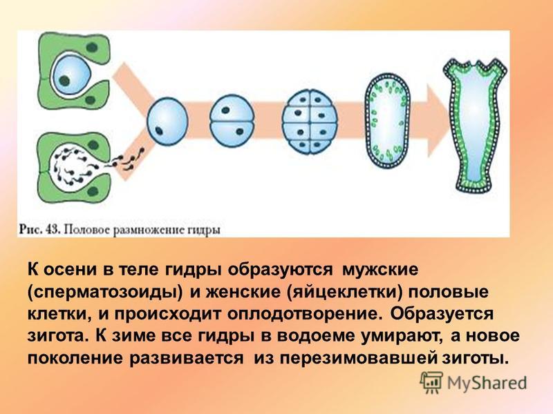 Кракен сайт вход